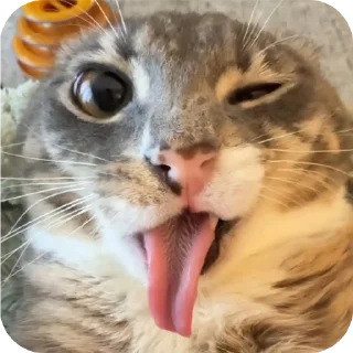Коте