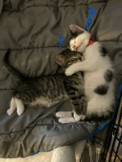 💤