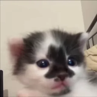 🐈