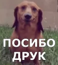 КОКОИ ТИ ПЕС