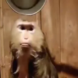 🙊