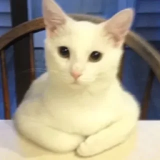 😺