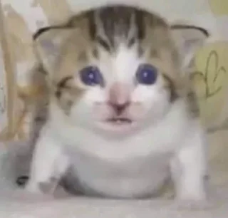 🌟