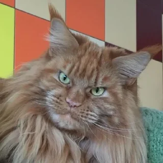 😡
