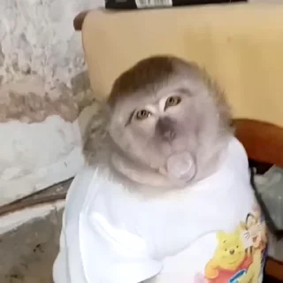 🙉