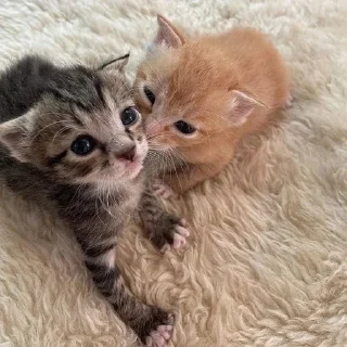🐱