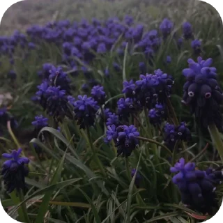 💜
