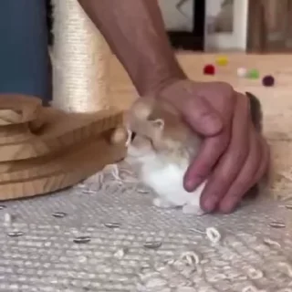 🌟