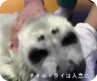 🧼
