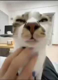 😌