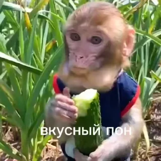 🥒