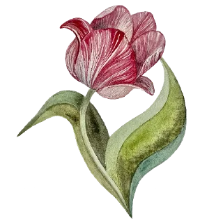 🌷
