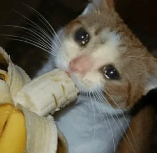 🥺