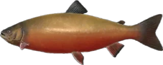 🐟
