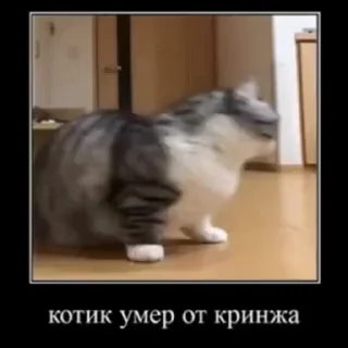 🐱