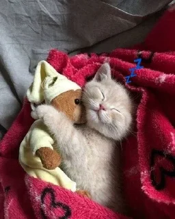 💤