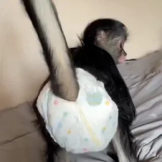 🍑