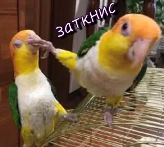 🫢