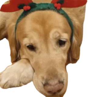 🐶