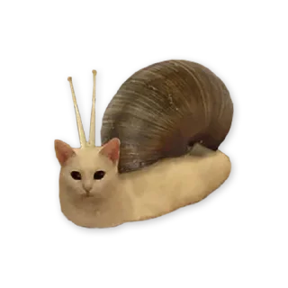 🐱