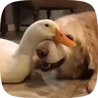 🐶