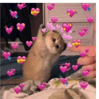 🐱