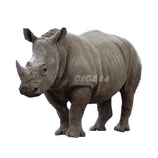 🦏