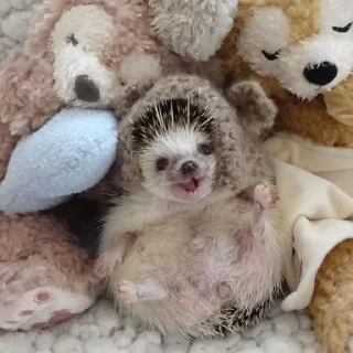 🦔