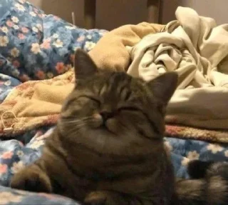 😴
