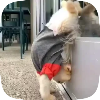 🐶