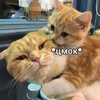 🐈