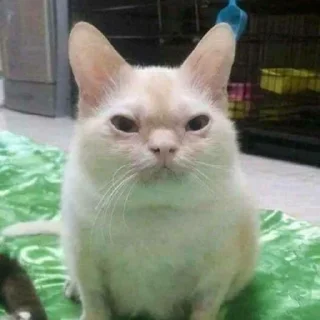 🐕