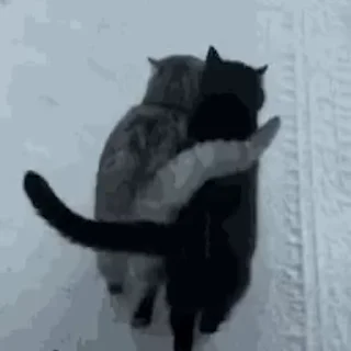 🐈‍⬛