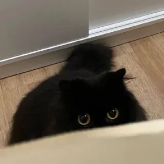 😺