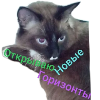 🐱
