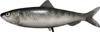 🐟