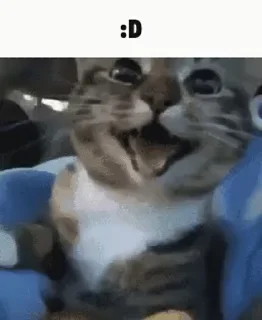 🐈