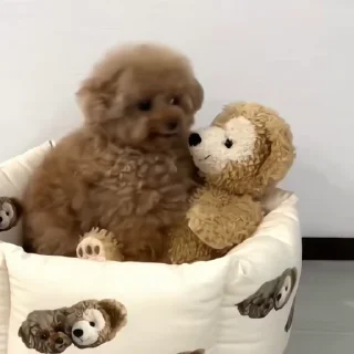 🐶