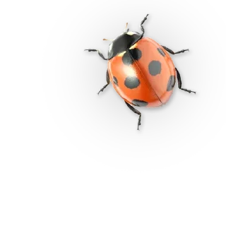 🐞