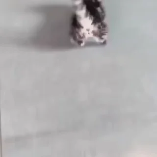 😼