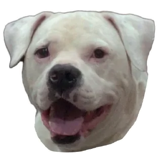 🐶