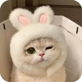 🐱