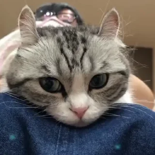 🐈