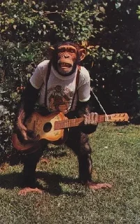 🐒
