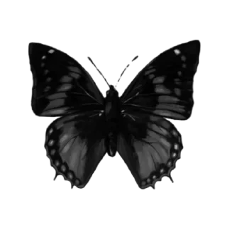 🦋