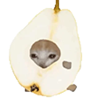 🐈