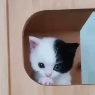 🐈‍⬛