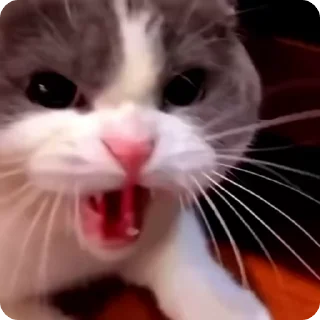 🤤