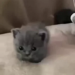 🏃‍♂️