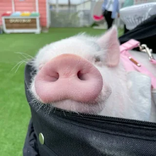 🐷